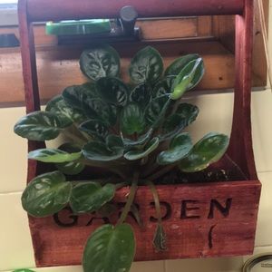 Meet your Posher, Linda